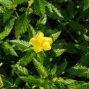 Damiana Leaf Extract