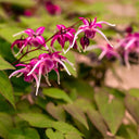 Horny Goat Weed (20% Icariin)